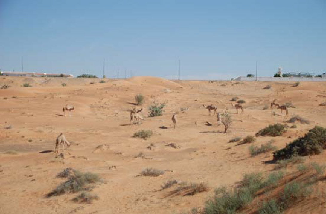 Desert Wilde Life